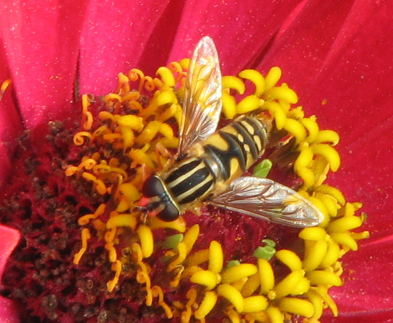 Syrphidae